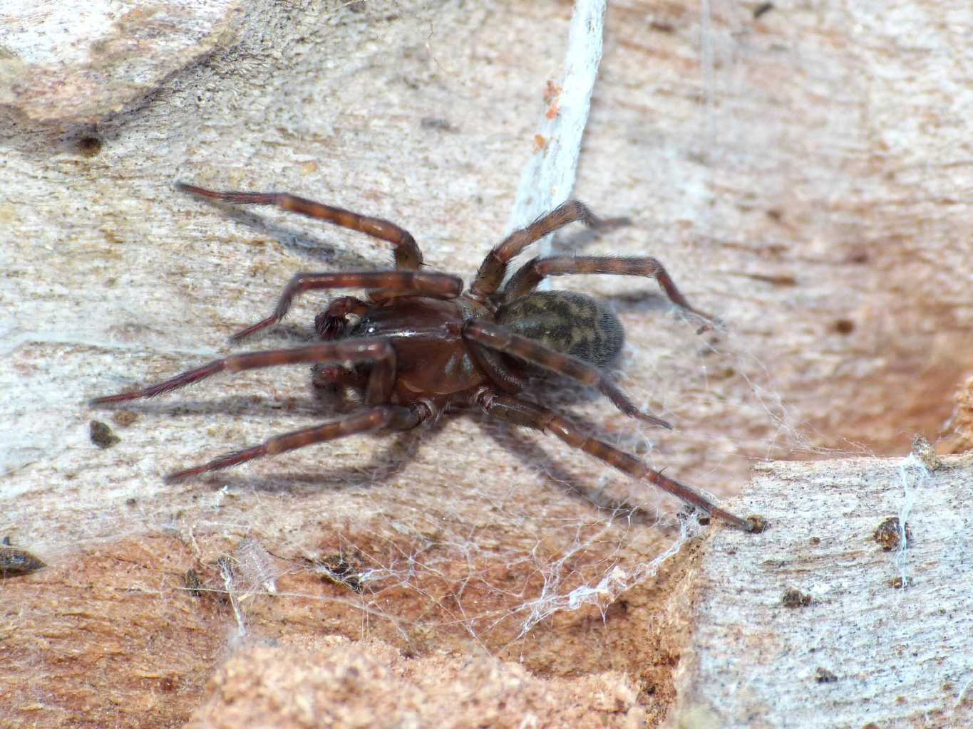 Maschio di Amaurobius sp. - Palidoro (RM)